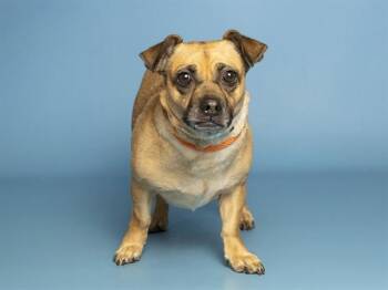 BETTY -  Chihuahua and Mixed Breed Dog for Adoption in Phoenix, Arizona - BETTY | PetCurious