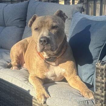 Pit Bull Terrier Dogs Available for Adoption in Newark, New Jersey - Melo (In Foster) | PetCurious