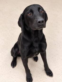 Jazzie -  Black Labrador Retriever Dog for Adoption in Gulfport, Mississippi - Jazzie | PetCurious
