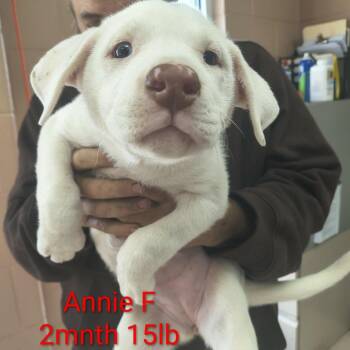 Mixed Breed Dogs Available for Adoption in Fairfax Station, Virginia - Annie | PetCurious