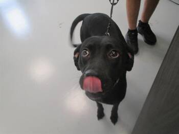 Pit Bull Terrier Dogs Available for Adoption in Ocala, Florida - A382772 | PetCurious