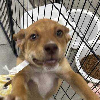 Labrador Retriever Dogs Available for Adoption in Birmingham, Alabama - Gretchen | PetCurious