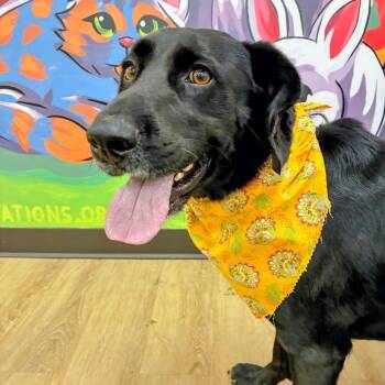 Charlie -  Black Labrador Retriever and German Shorthaired Pointer Dog for Adoption in Lyndhurst, Virginia - Charlie | PetCurious