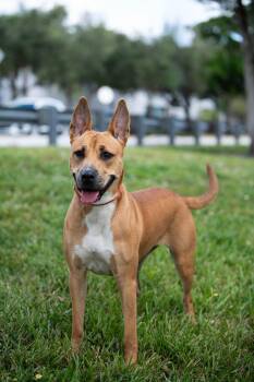 Rescue Mixed Breed Dogs for Adoption in Sunrise, Florida - Fox | PetCurious