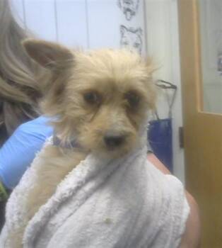 Cairn Terrier and Mixed Breed Dogs Available for Adoption in Albuquerque, New Mexico - IRIS | PetCurious