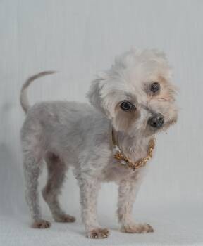 Rescue Maltese Dogs for Adoption in Hollywood, Florida - Evie | PetCurious