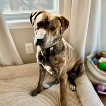 Rescue Pit Bull Terrier Dogs for Adoption in St. Peters, Missouri - Twister | PetCurious