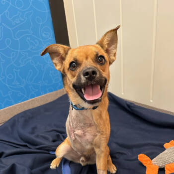 Rescue Mixed Breed Dogs for Adoption in Los Angeles, California - Logan | PetCurious