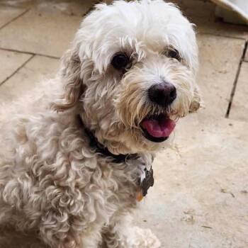 Cockapoo Dogs Available for Adoption in Glenelg, Maryland - Snow | PetCurious