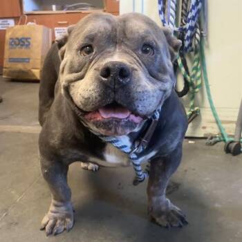 TUGBOAT* -  English Bulldog and Mixed Breed Dog for Adoption in Santa Cruz, California - TUGBOAT* | PetCurious