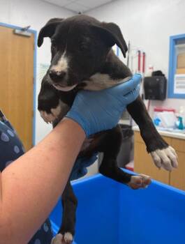 Janice (Jx5 (4)) -  Labrador Retriever and Terrier Dog for Adoption in Hartsville, South Carolina - Janice (Jx5 (4)) | PetCurious