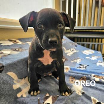 Oreo -  Pit Bull Terrier and Labrador Retriever Dog for Adoption in Madisonville, Tennessee - Oreo | PetCurious