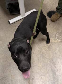 Mixed Breed Dogs Available for Adoption - 26-120 Stryker | PetCurious