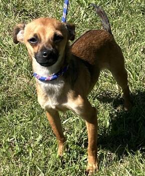 Charlie -  Chihuahua Dog for Adoption in Pottsville, Pennsylvania - Charlie | PetCurious