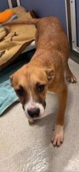 Reba -  Terrier and Mixed Breed Dog for Adoption in Honolulu, Hawaii - Reba | PetCurious