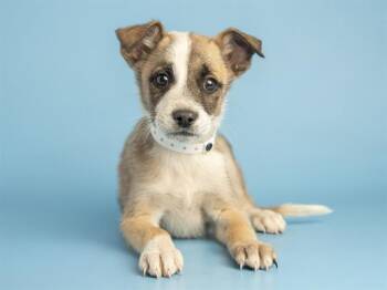 German Shepherd Dog and Husky Dogs Available for Adoption - TANJIRO | PetCurious