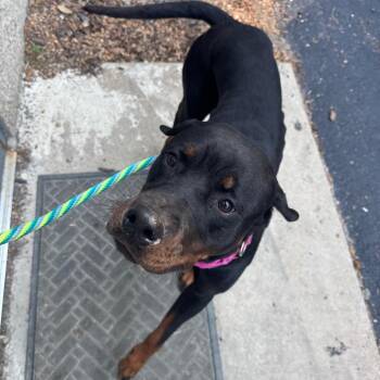 Plum -  Mixed Breed Dog for Adoption in Edwardsville, Illinois - Plum | PetCurious