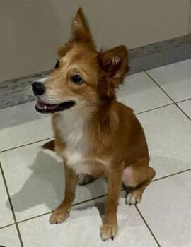 Rescue Husky and Shepherd Dogs for Adoption in Harrison, New York - Sussy | PetCurious