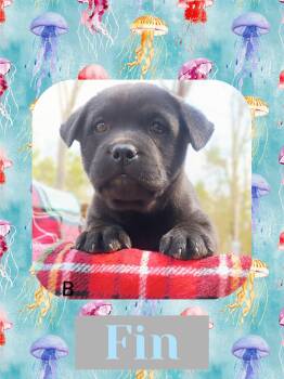 Labrador Retriever Dogs Available for Adoption - Fin | PetCurious