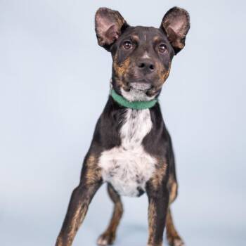 Hilly -  Cattle Dog Dog for Adoption in Portland, Oregon - Hilly | PetCurious