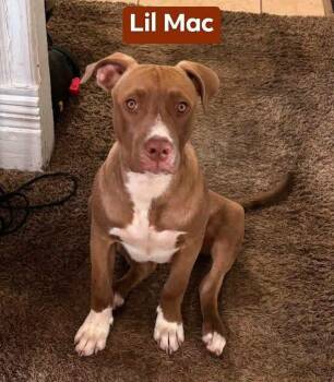Lil Mac -  American Staffordshire Terrier and Border Collie Dog for Adoption in Thornton, Colorado - Lil Mac | PetCurious