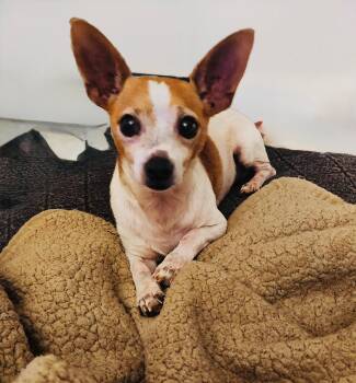 Rescue Chihuahua Dogs for Adoption in Holly Springs, Mississippi - Romeo & Juliet | PetCurious