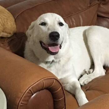 Great Pyrenees and Labrador Retriever Dogs Available for Adoption in Long Beach, Mississippi - Bailey | PetCurious
