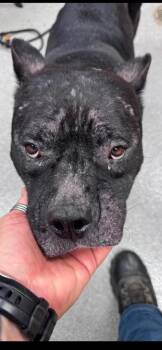 Mona -  Pit Bull Terrier Dog for Adoption in Chattanooga, Tennessee - Mona | PetCurious