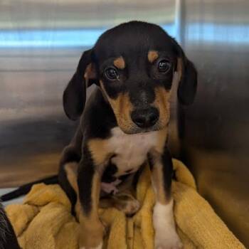Cristiano -  Mixed Breed Dog for Adoption in Bentonville, Arkansas - Cristiano | PetCurious