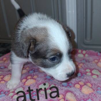 Atria 3655 -  Mixed Breed Dog for Adoption in Loxahatchee Groves, Florida - Atria 3655 | PetCurious