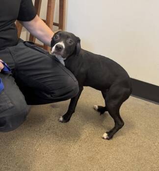 Baby Shady -  Pit Bull Terrier Dog for Adoption in Cleveland, Ohio - Baby Shady | PetCurious