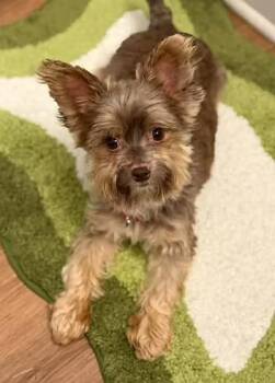 Tito -  Yorkshire Terrier Dog for Adoption in Racine, Wisconsin - Tito | PetCurious