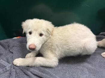 JON -  Great Pyrenees and Mixed Breed Dog for Adoption in Houston, Texas - JON | PetCurious