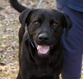 Clyde -  Labrador Retriever and Mixed Breed Dog for Adoption in New York, New York - Clyde | PetCurious