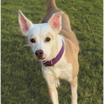 Serenity -  American Staffordshire Terrier Dog for Adoption in Kingman, Arizona - Serenity | PetCurious
