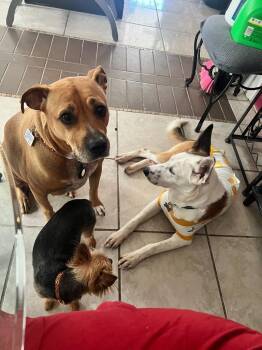 Husky and Cattle Dog Dogs Available for Adoption - Dakota Peach | PetCurious