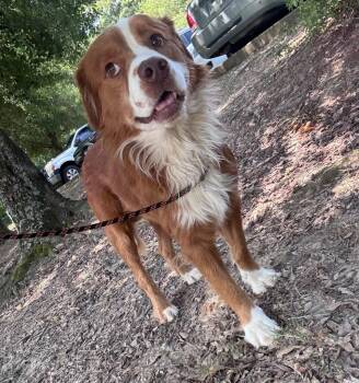 Elio -  Australian Shepherd Dog for Adoption in Little Rock, Arkansas - Elio | PetCurious