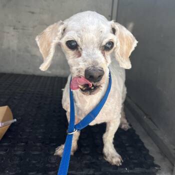 ( NENO ) Dandy -  Miniature Poodle Dog for Adoption in Edinburg, Texas - ( NENO ) Dandy | PetCurious