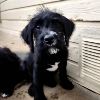 Standard Poodle Dogs Available for Adoption in Pacifica, California - Maxime | PetCurious