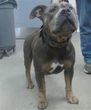 TYSON -  Pit Bull Terrier and Mixed Breed Dog for Adoption in Salinas, California - TYSON | PetCurious