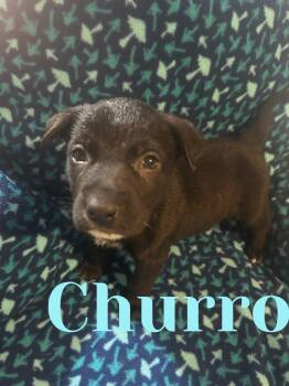 SweetTreats-Churro -  Australian Cattle Dog Blue Heeler and German Shepherd Dog Dog for Adoption in Hardin, Montana - SweetTreats-Churro | PetCurious