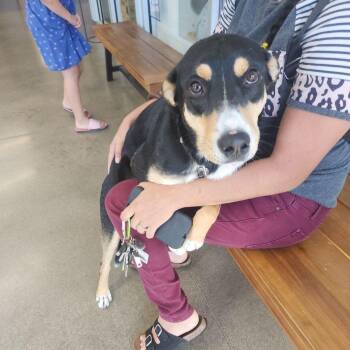 Mac -  Shepherd Dog for Adoption in Kingman, Arizona - Mac | PetCurious