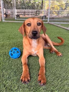 Mixed Breed Dogs Available for Adoption - Nena | PetCurious