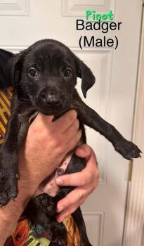Pinot -  Terrier Dog for Adoption in Evansville, Indiana - Pinot | PetCurious