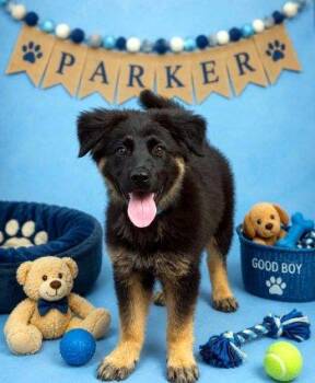 Parker -  Shepherd and Collie Dog for Adoption in Bedford Hills, New York - Parker | PetCurious