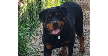Rescue Rottweiler Dogs for Adoption in Gilbert, Arizona - Stefanie | PetCurious