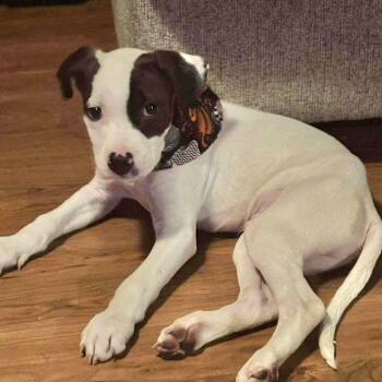 Rescue American Bulldog and Catahoula Leopard Dog Dogs for Adoption in Grand Bay, Alabama - Gerald | PetCurious