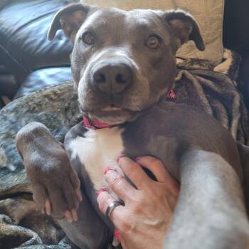 Pit Bull Terrier and Mixed Breed Dogs Available for Adoption - Sylvia $400 | PetCurious