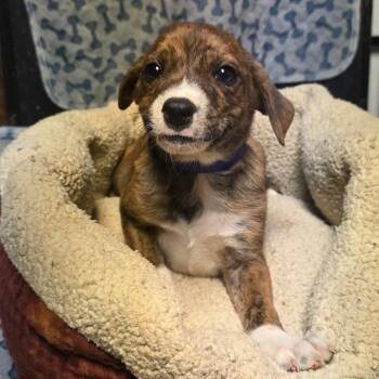 Mixed Breed Dogs Available for Adoption - Pixel | PetCurious