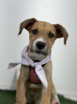 Montana-One of our Amazing Rescue Dogs -  Parson Russell Terrier and Border Terrier Dog for Adoption in Carlsbad, California - Montana-One Of Our Amazing Rescue Dogs | PetCurious